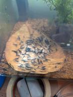 Garnalen mix zelf samenstellen, Kreeft, Krab of Garnaal