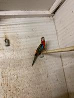 Rosella parkieten, Dieren en Toebehoren, Vogels | Parkieten en Papegaaien, Meerdere dieren, Parkiet