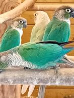 Pyrrhura's, Dieren en Toebehoren, Meerdere dieren, Parkiet, Geringd