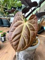 Anthurium Besseae aff., Overige soorten, In pot, Minder dan 100 cm, Groene kamerplant