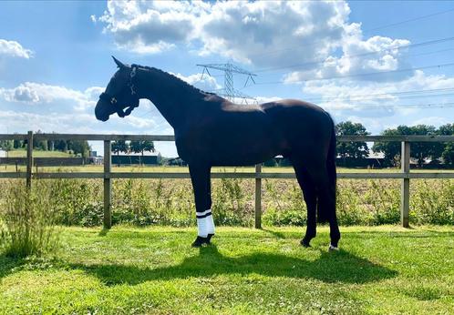 3-jarige dresuur crack met veel potentie!, Dieren en Toebehoren, Paarden, Ruin, Onbeleerd, 160 tot 165 cm, 3 tot 6 jaar, Dressuurpaard