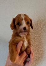 Cavapoo pup teefje, Dieren en Toebehoren, Honden | Chihuahua's en Gezelschapshonden, Overige rassen, CDV (hondenziekte), 8 tot 15 weken