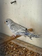 Grasparkiet, Dieren en Toebehoren, Vogels | Parkieten en Papegaaien, Mannelijk, Parkiet