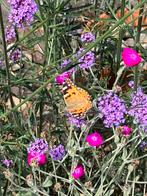 Stekjes prikneus, Tuin en Terras, Planten | Tuinplanten, Ophalen of Verzenden, Zomer, Volle zon