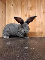 Raszuivere Vlaamse reuzen, Dieren en Toebehoren, Konijnen, Mannelijk, Groot, 0 tot 2 jaar