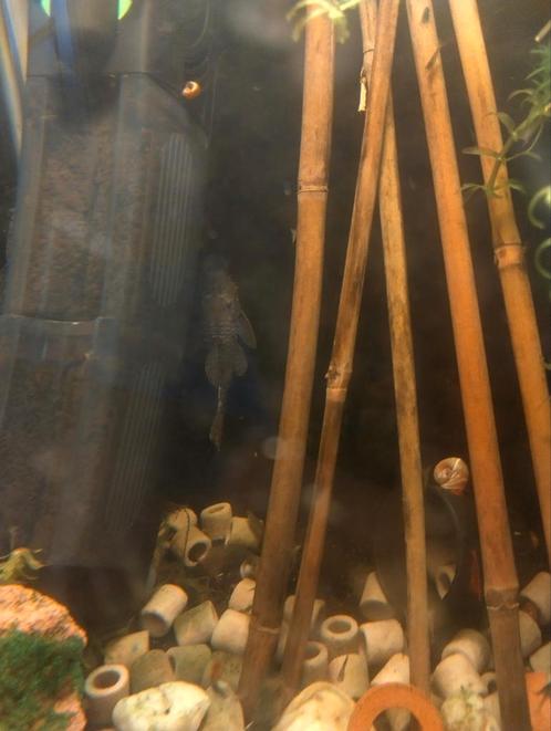 plecto / zuigvisje, Dieren en Toebehoren, Vissen | Aquariumvissen, Vis