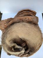 mooie opgezette das op een houtstronk gemaakt in Frankrijk, Verzamelen, Dierenverzamelingen, Ophalen, Zo goed als nieuw, Wild dier