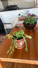 Lid cactus, Cactus, Minder dan 100 cm, Bloeiende kamerplant, Halfschaduw