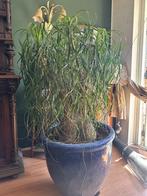 Olifantenpoot plant, Ophalen, Halfschaduw, Minder dan 100 cm