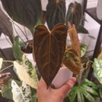 Anthurium Dark Phoenix, Ophalen of Verzenden, Halfschaduw, Minder dan 100 cm
