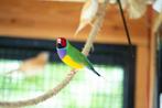 Gouldamadine Roodkop koudkweek man, Dieren en Toebehoren, Vogels | Overige Vogels, Mannelijk, Tropenvogel
