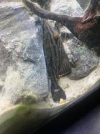 Panaque (l190), Dieren en Toebehoren, Vis