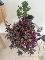 Plants, Ophalen of Verzenden, Zo goed als nieuw