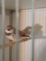 Te koop 1koppel diamandvinken, Dieren en Toebehoren, Meerdere dieren, Kleurkanarie