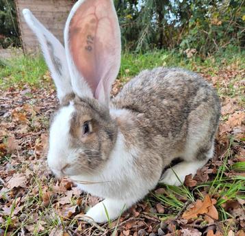 GROTE FORSE Duitse reus 4 mnd oud GECASTREERD, GEVACCINEERD  beschikbaar voor biedingen