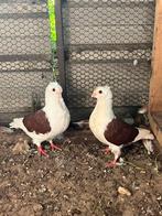 Duitse meeuwtjes, Meerdere dieren, Overige soorten