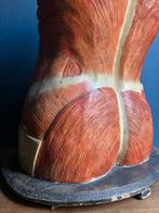 Anatomisch model Bock Steger Lips antiek Somso, Antiek en Kunst, Ophalen of Verzenden