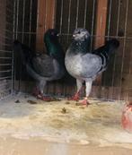 2 koppels Duitse Modenas te koop, Dieren en Toebehoren