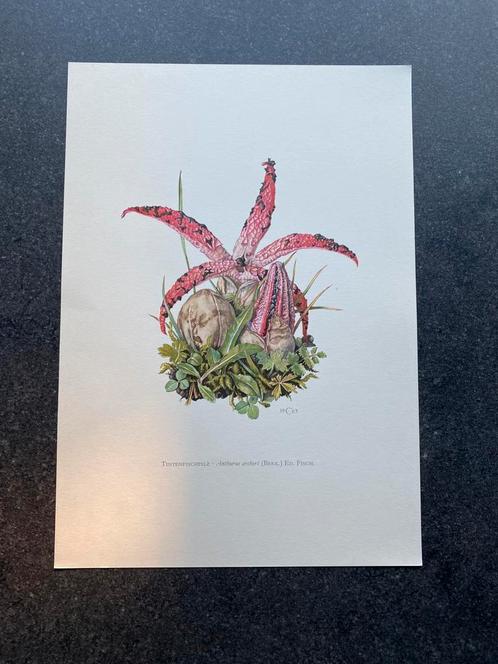 10 prenten soorten paddestoelen 19x27 cm samen 20 euro, Antiek en Kunst, Antiek | Schoolplaten, Natuur en Biologie, Ophalen of Verzenden