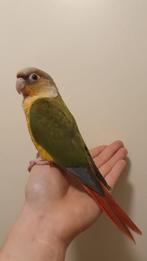 (Hand)tamme Pyrrhura Molinea/Pineapple Baby's *Natuurbroed*, Dieren en Toebehoren, Vogels | Parkieten en Papegaaien, Meerdere dieren