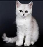 Britse Korthaar Kittens, Dieren en Toebehoren, Katten en Kittens | Raskatten | Korthaar, Meerdere dieren, Ontwormd, 0 tot 2 jaar