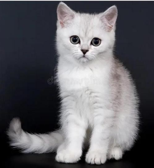Britse Korthaar Kittens, Dieren en Toebehoren, Katten en Kittens | Raskatten | Korthaar, Meerdere dieren, 0 tot 2 jaar, Ontwormd