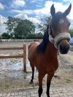 D pony nrps merrie, Dieren en Toebehoren, Merrie, Gechipt, Dressuurpony, 3 tot 6 jaar