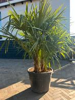 Trachycarpus Fortunei multistam palmboom palmbomen, Minder dan 100 cm, Zomer, Volle zon, Ophalen of Verzenden