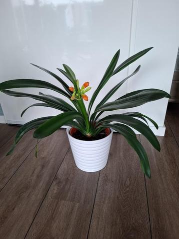 Grote groene kamerplant Clivia (bloeiend) beschikbaar voor biedingen