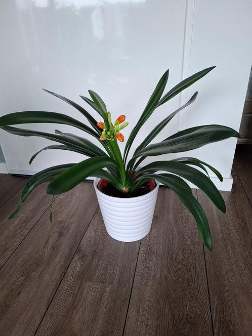 Grote groene kamerplant Clivia (bloeiend), Huis en Inrichting, Kamerplanten, Overige soorten, Minder dan 100 cm, Bloeiende kamerplant