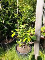 Magnolia genie, Ophalen, Lente, Volle zon, Overige soorten