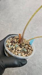 Alocasia Balloon Heart, Ophalen of Verzenden, Halfschaduw, Minder dan 100 cm