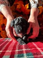 Thuis nestje Maltipoo F1B!  Summer love️, Poedel, CDV (hondenziekte), 8 tot 15 weken, Meerdere
