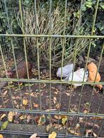 Vier wyandotte hennetjes, Dieren en Toebehoren, Pluimvee, Vrouwelijk, Kip