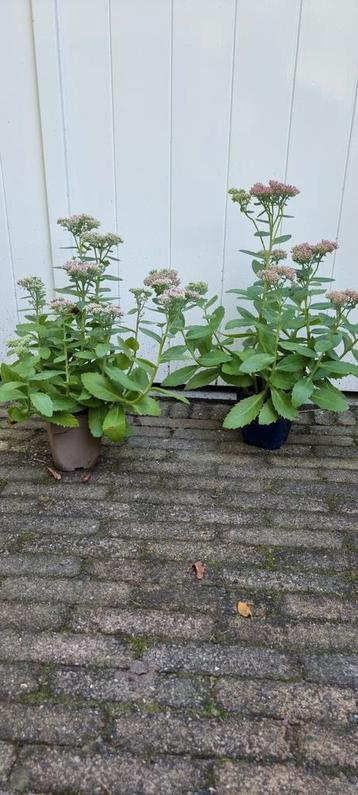 Sedum / Herbstfreude  beschikbaar voor biedingen