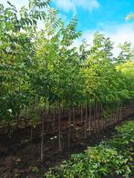 Tetradium daniellii 🌿🐝(bijenboom)🌿🐝, Tuin en Terras, Planten | Bomen, Ophalen, Volle zon, Overige soorten