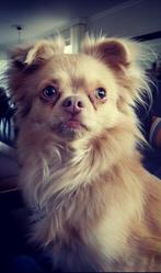 Dekreu Chihuahua, Dieren en Toebehoren, Honden | Dekreuen, 6 jaar of ouder, Rabiës (hondsdolheid), Reu, Eén hond