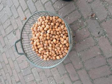 VERSE WALNOTEN beschikbaar voor biedingen