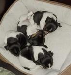 Prachtige driekleurige Jack Russell Terrier pups, Dieren en Toebehoren, Honden | Jack Russells en Terriërs, Jack Russell Terriër