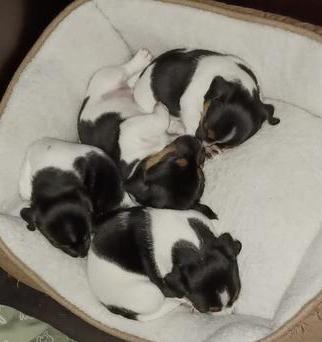 Prachtige driekleurige Jack Russell Terrier pups, Dieren en Toebehoren, Honden | Jack Russells en Terriërs, Reu, Jack Russell Terriër