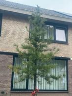 Grove Den boom tuin, Volle zon, Bloeit niet, 250 tot 400 cm, Overige soorten