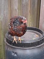 Wyandotte krielen rood porselein, Dieren en Toebehoren, Meerdere dieren, Kip