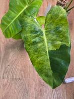 Philodendron Paraiso Verde X Burle Marx Variegata Hybrid, Huis en Inrichting, Kamerplanten, Ophalen of Verzenden, Halfschaduw