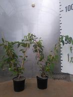 Kiwibes – Actinidia Arguta minikiwi #fruit #voedselbos, Lente, Overige soorten, Volle zon, In pot