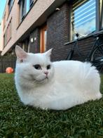 Britse Korthaar, 0 tot 2 jaar