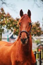 Les op een ervaren leerpaard – Equifun (Beesd), Paardrijles of Ponykampen