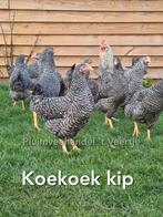 Jonge legkippen leghennen sussex bleu de lande red island, Vrouwelijk, Kip