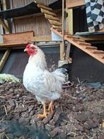 Gratis haan, Dieren en Toebehoren, Pluimvee, Mannelijk, Kip