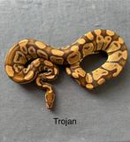 Koningspython ballpython Trojan man, Slang, 0 tot 2 jaar