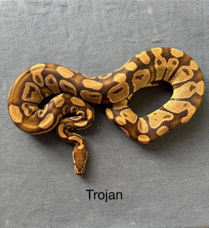 Koningspython ballpython Trojan man
